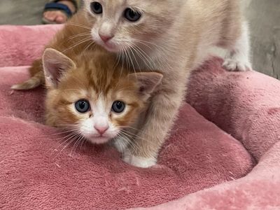 Orange / cream Tabby kittens