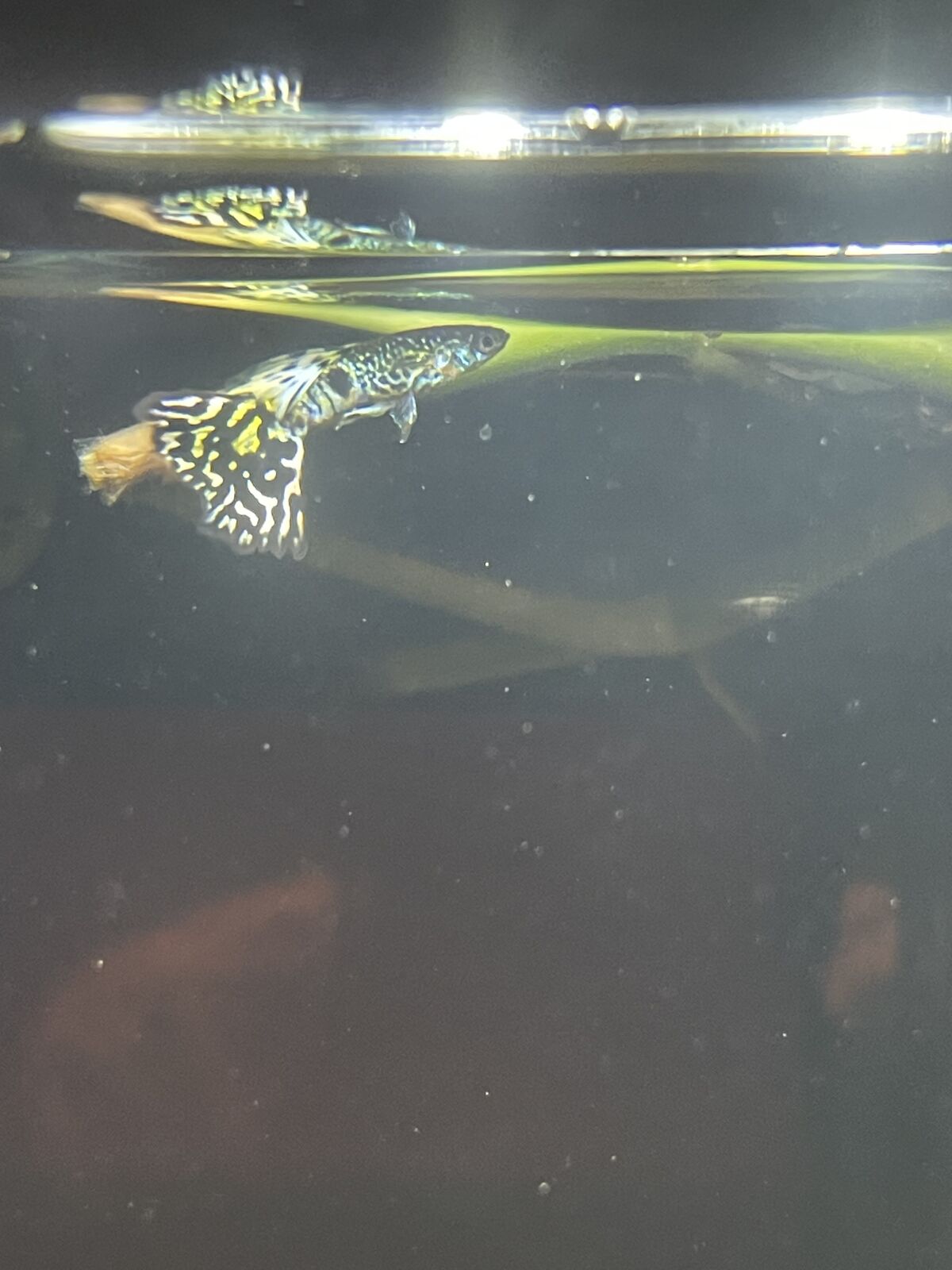 Fancy Leopard Guppy culls