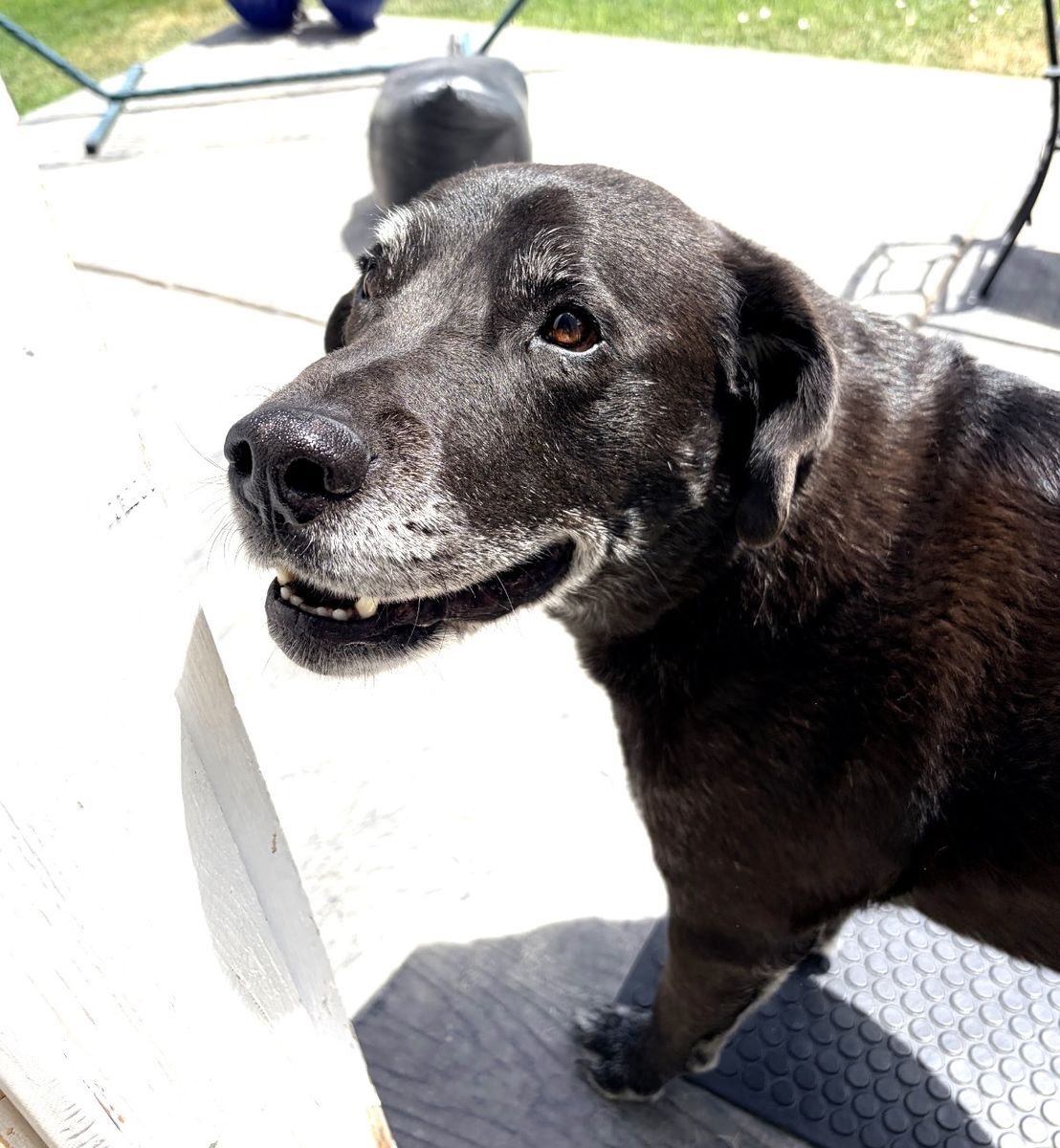 Senior Black Labrador Retriever Mix Dog