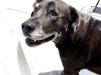 Senior Black Labrador Retriever Mix Dog