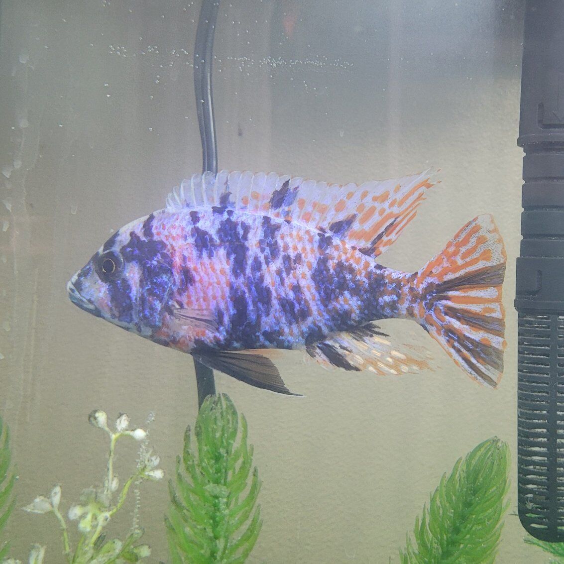 adult OB peacock cichlid .- $10 each