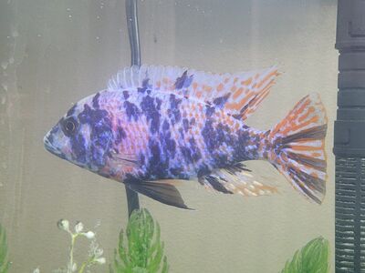 adult OB peacock cichlid .- $10 each