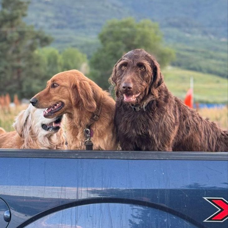 Doodle Pair – Sweet, Trained, Family Dogs