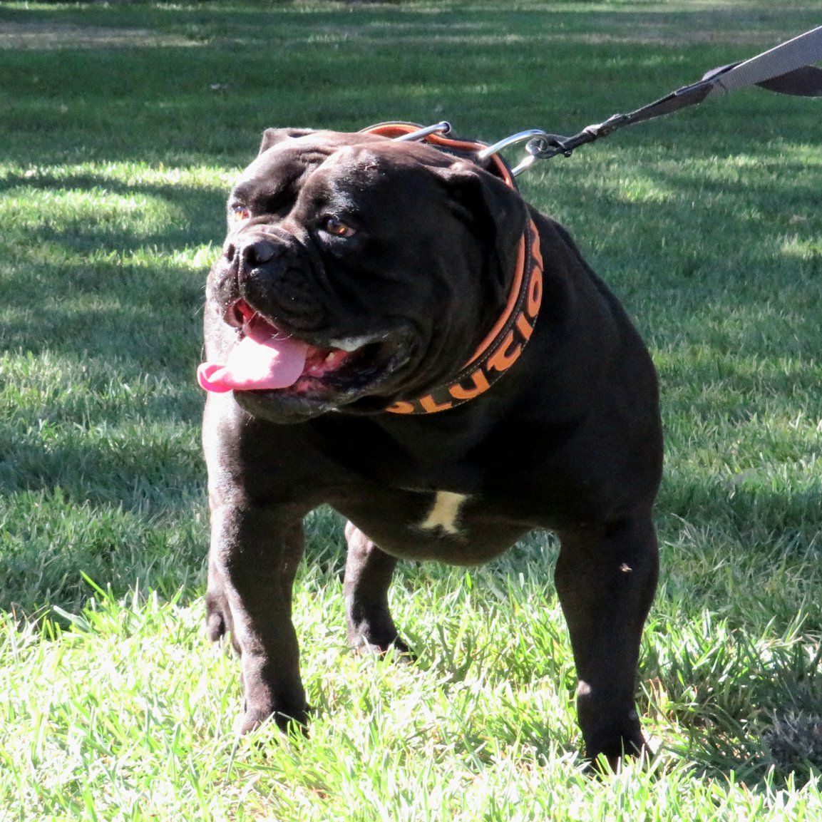 Olde English Bulldogge female