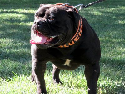 Olde English Bulldogge female
