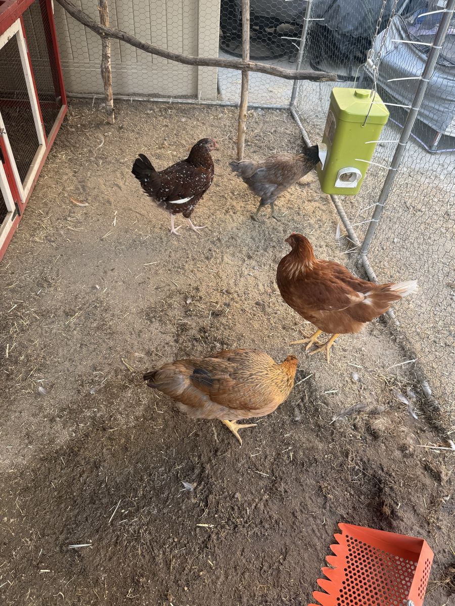 Outdoor Wooden Chicken Coop with Metal Enclosure Run, Feeder, and Rake
