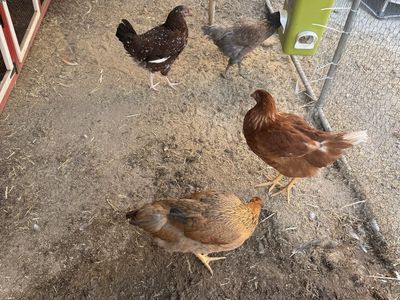 Outdoor Wooden Chicken Coop with Metal Enclosure Run, Feeder, and Rake