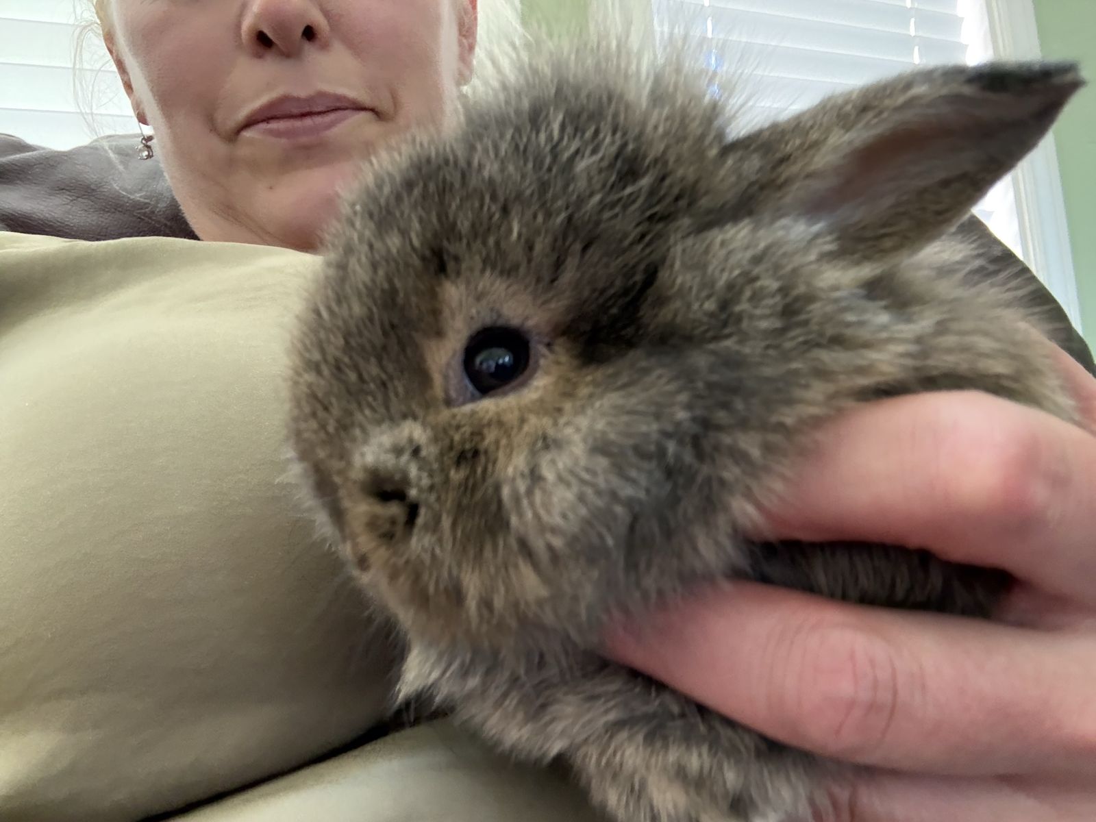 Litterbox Trained Holland Lop/Lionhead Bunnies!