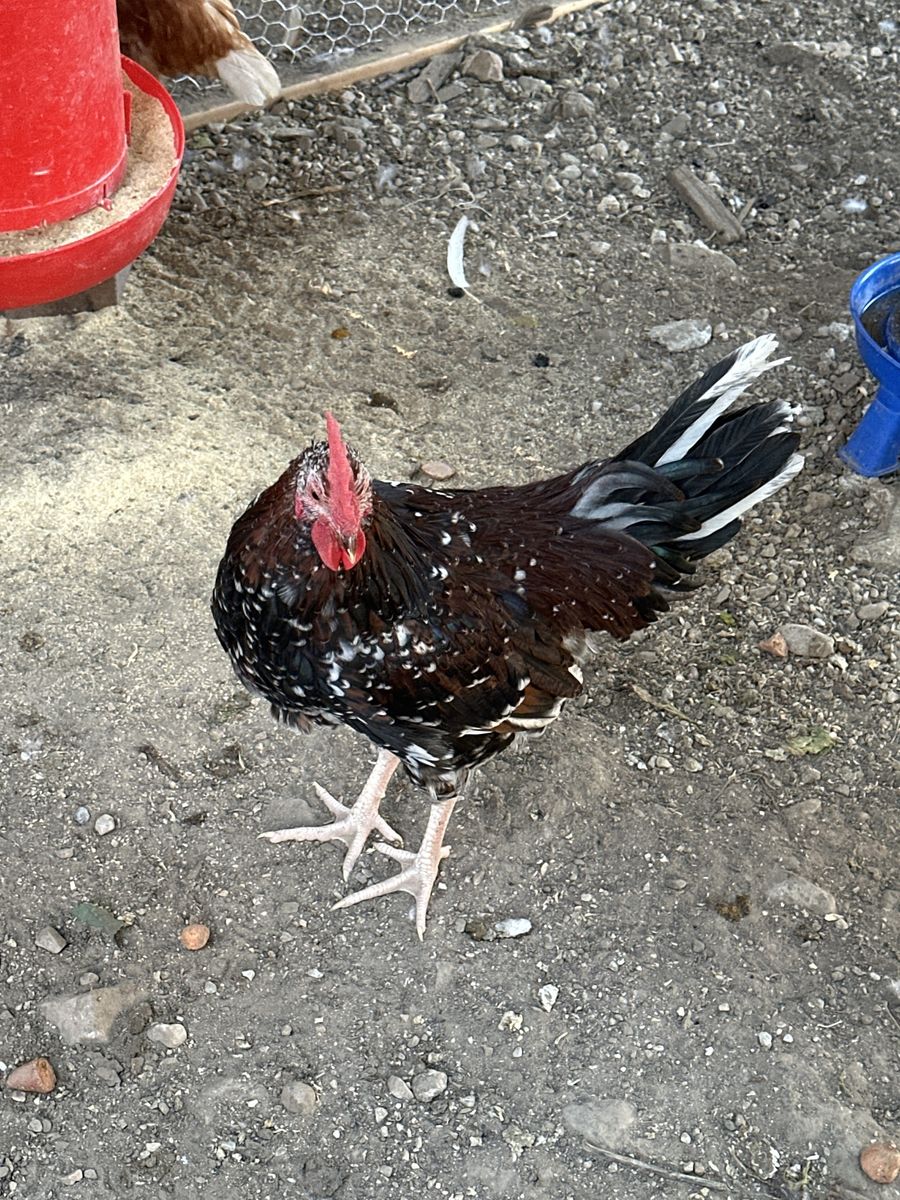 Rooster
