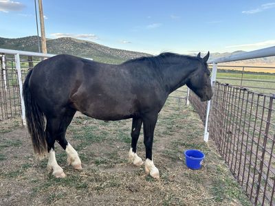 Quarter Draft Mix Mare