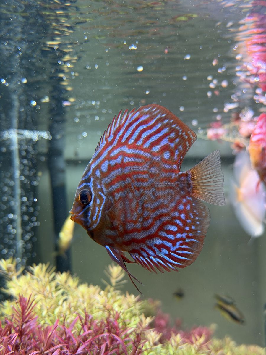 Discus