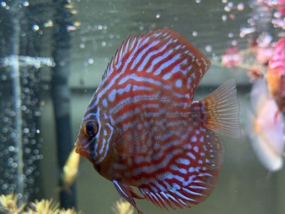 Discus