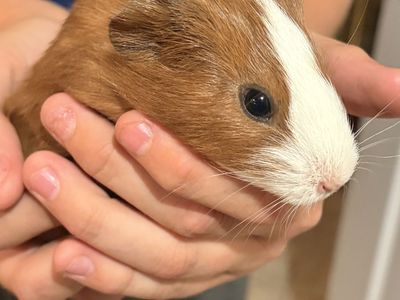 Female baby guinea pig