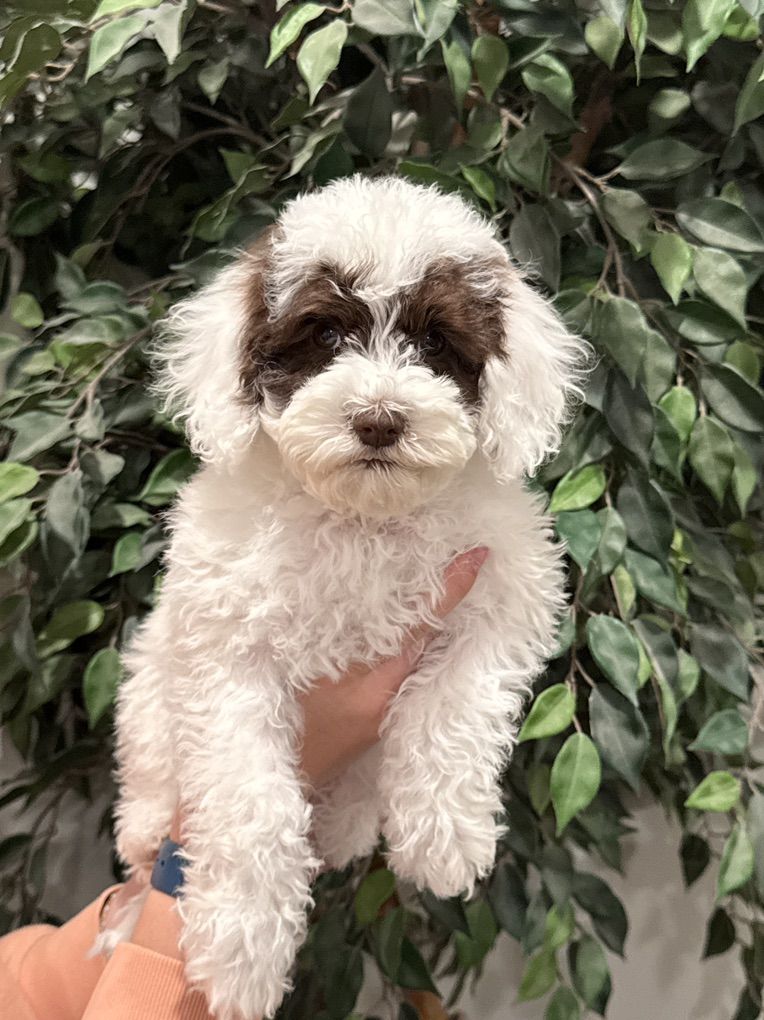 Multigenerational Australian Labradoodle