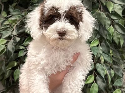 Multigenerational Australian Labradoodle