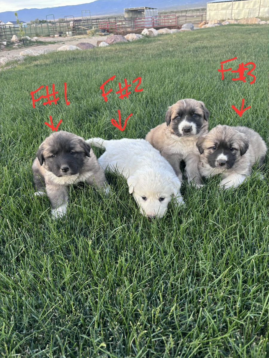 Pyrenees/Ovcharka mix puppies