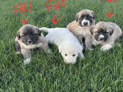 Pyrenees/Ovcharka mix puppies