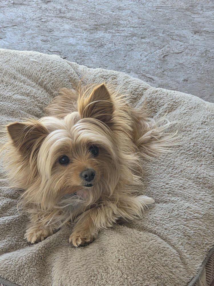 Pomchi