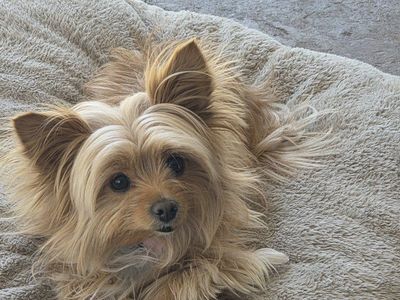 Pomchi