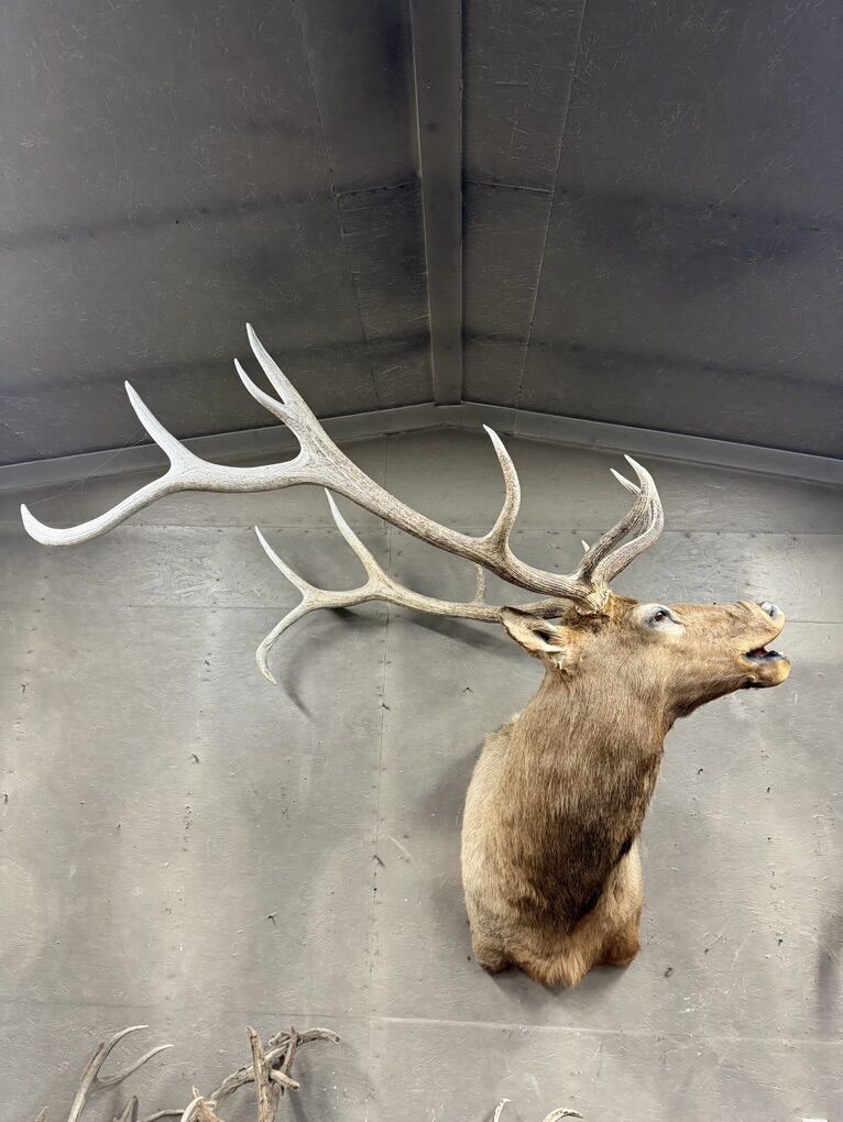 Big Elk Shoulder Mount