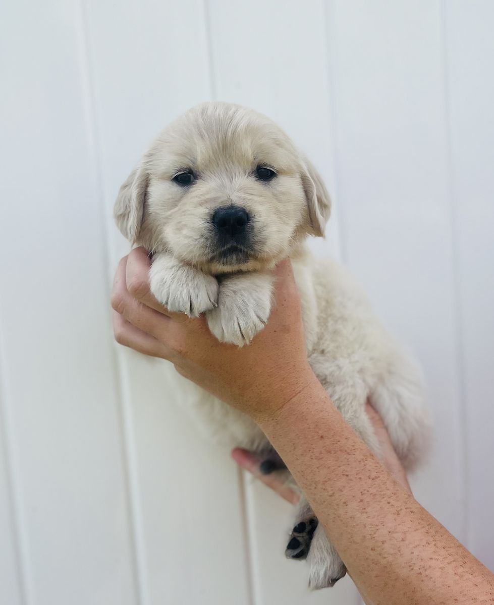 Purebred Golden Retreiver Puppies
