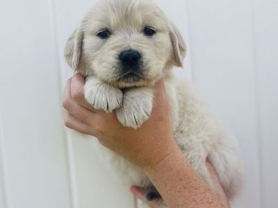 Purebred Golden Retreiver Puppies