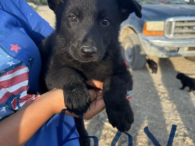 Black German Shepherd puppies