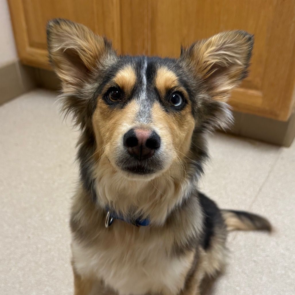 Hello my name is Salinger