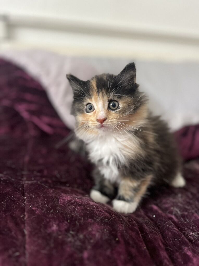 Siberian Ragdoll Female Considered Hypoallergenic!