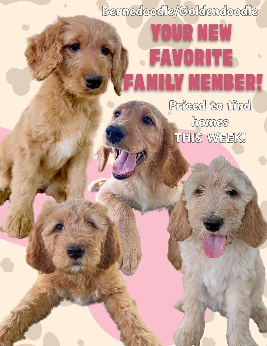 Bernedoodle Mix Puppies- Last 4 Girls
