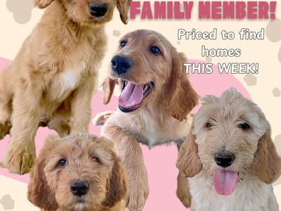 Bernedoodle Mix Puppies- Last 4 Girls