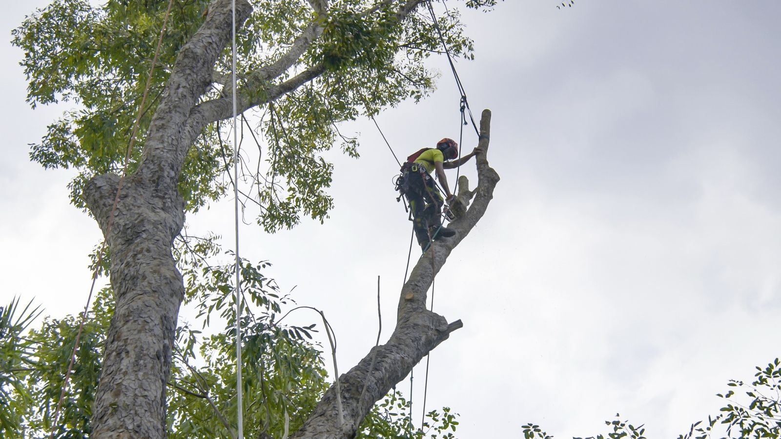 Tree Service for RV Trade