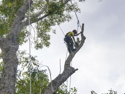 Tree Service for RV Trade