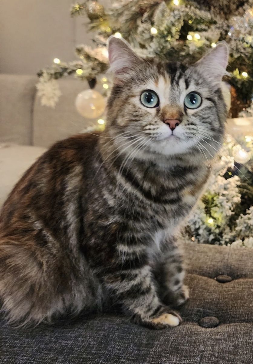 Missing Indoor Cat..