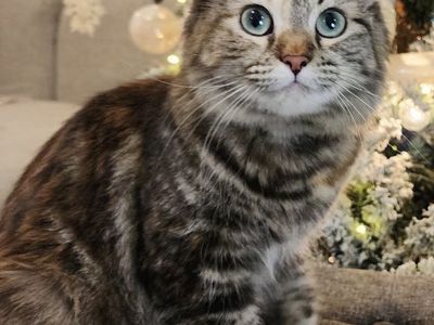 Missing Indoor Cat..