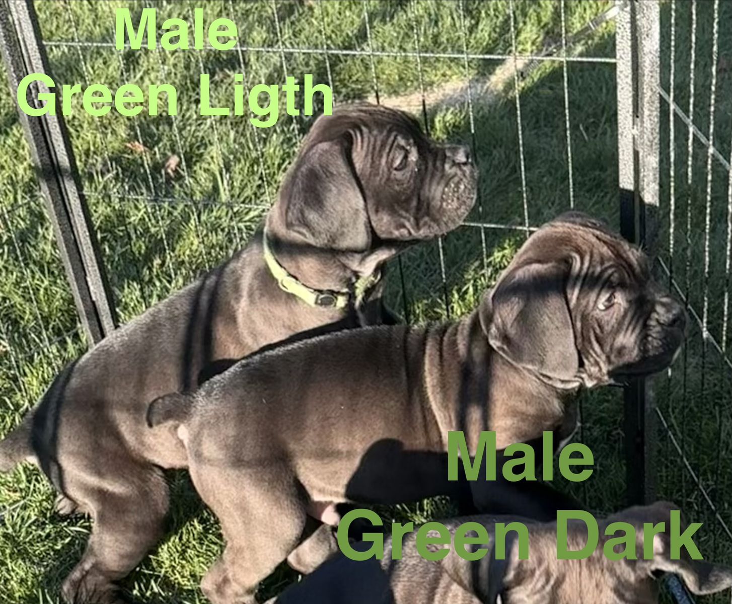 Cane Corso puppies with ICCF registration