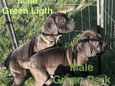 Cane Corso puppies with ICCF registration