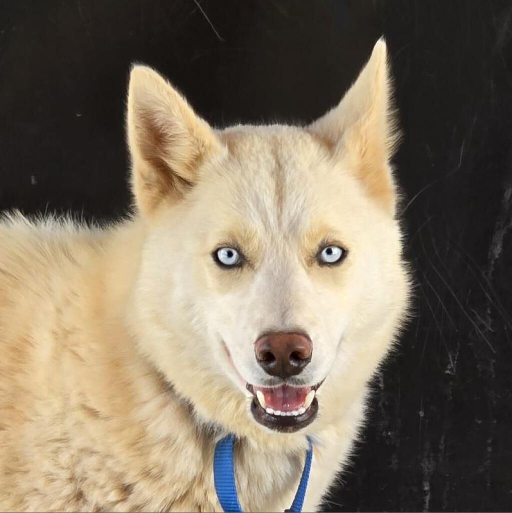 Hello my name is Crocodile