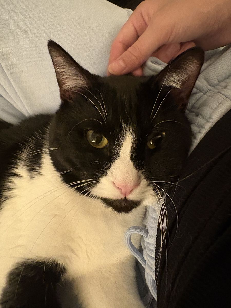 Tuxedo Cat