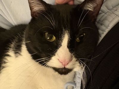Tuxedo Cat