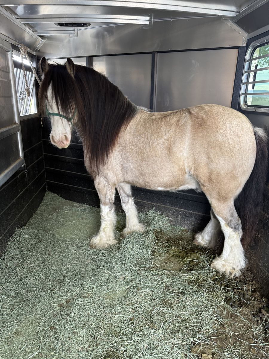 Gypsy Vanner Gelding
