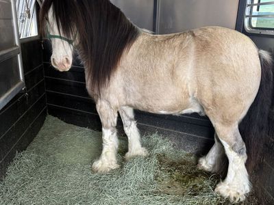Gypsy Vanner Gelding