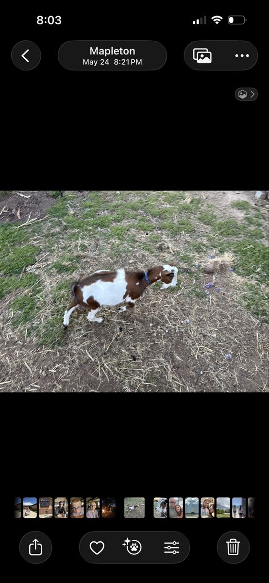 nigerian dwarf buckling
