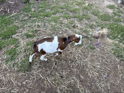 nigerian dwarf buckling