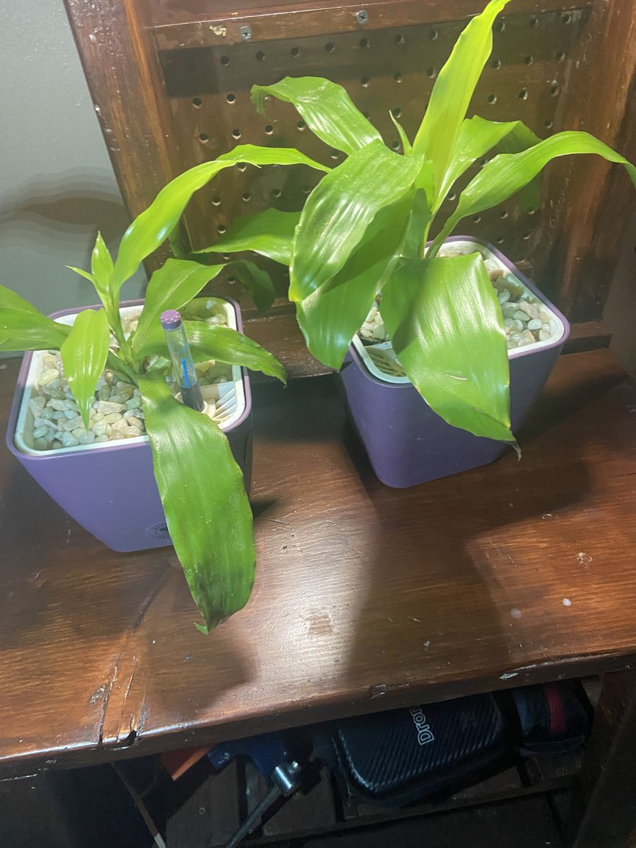 Assorted House Plants