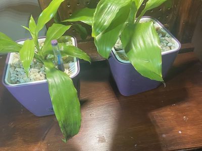 Assorted House Plants