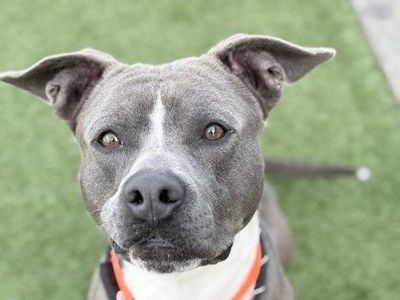 A160288 Moshi is Available for Adoption!