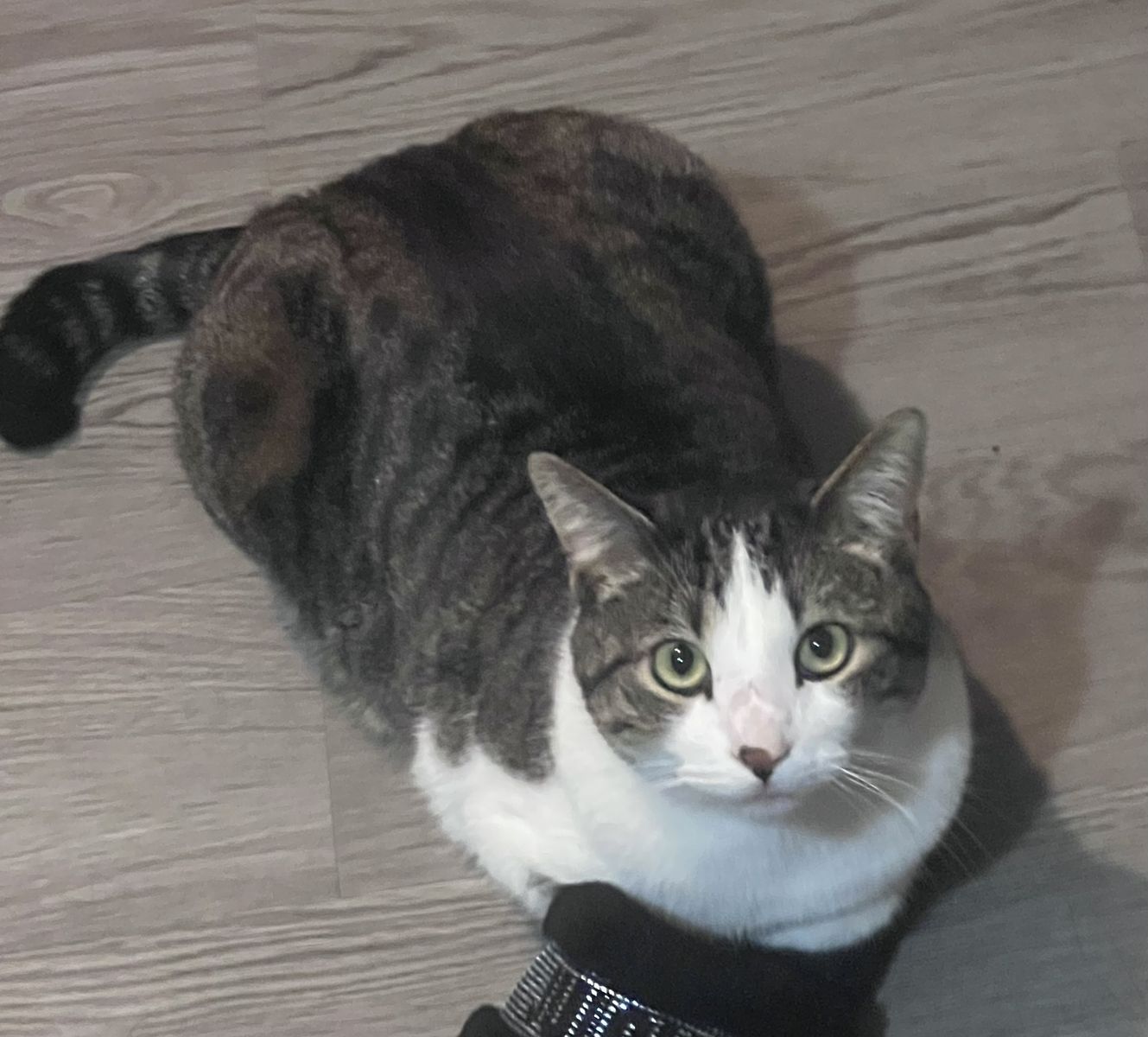 Missing male cat
