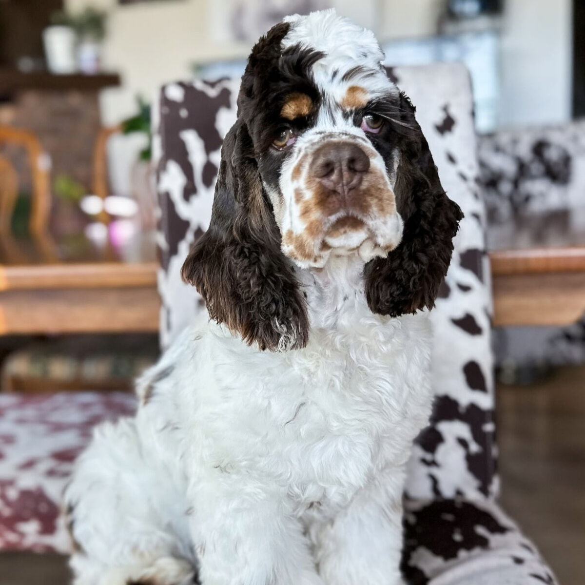 AKC Cocker Spaniel Stud