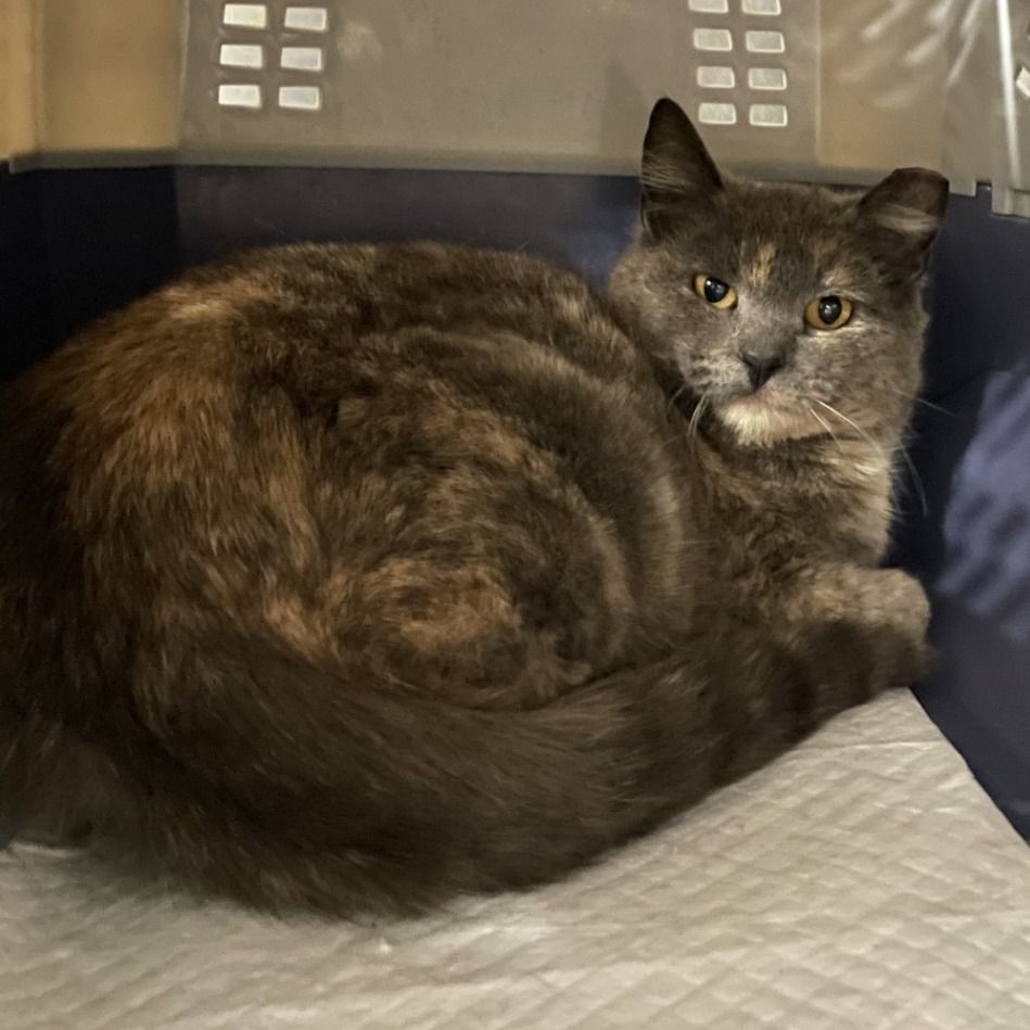 Hello my name is Sage